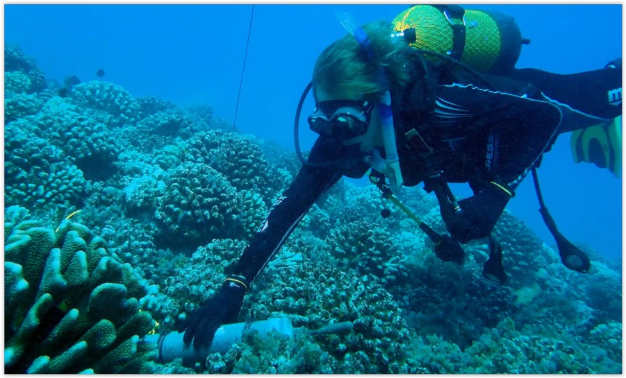 Source: Global Fishing Watch