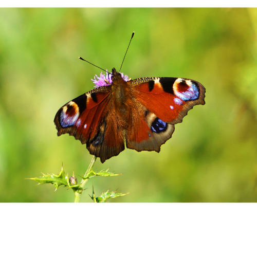 Menopause - A Time of Spiritual Transformation?