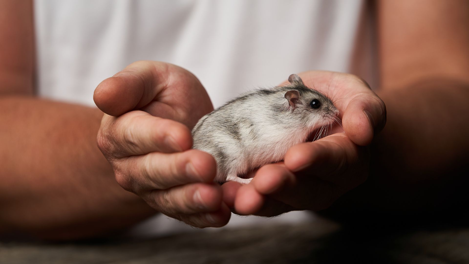 2 Friendly Types of Hamsters for Your Home