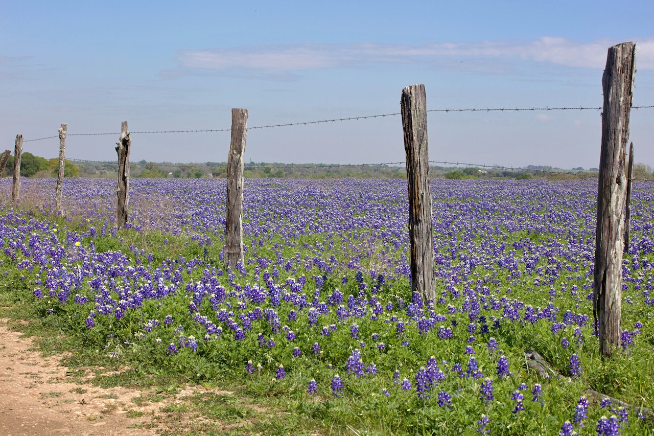 New Braunfels Texas Flowers and wood fence
