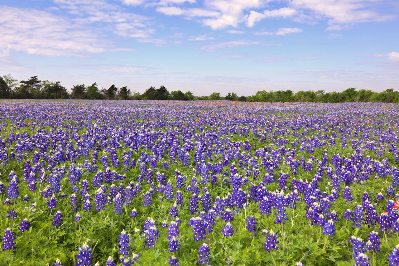Lockhart Texas Flowers