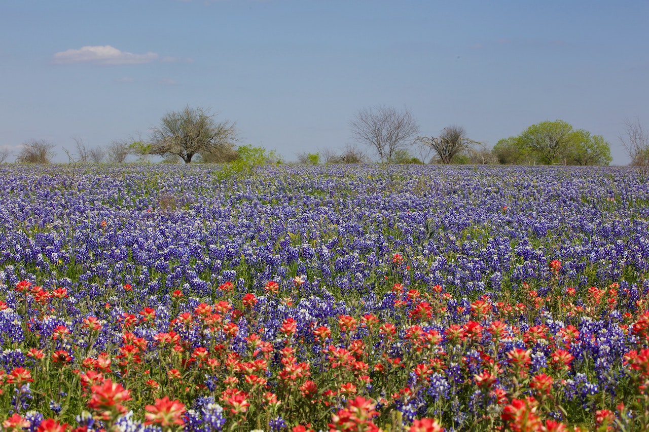 Maxwell Texas Flowers