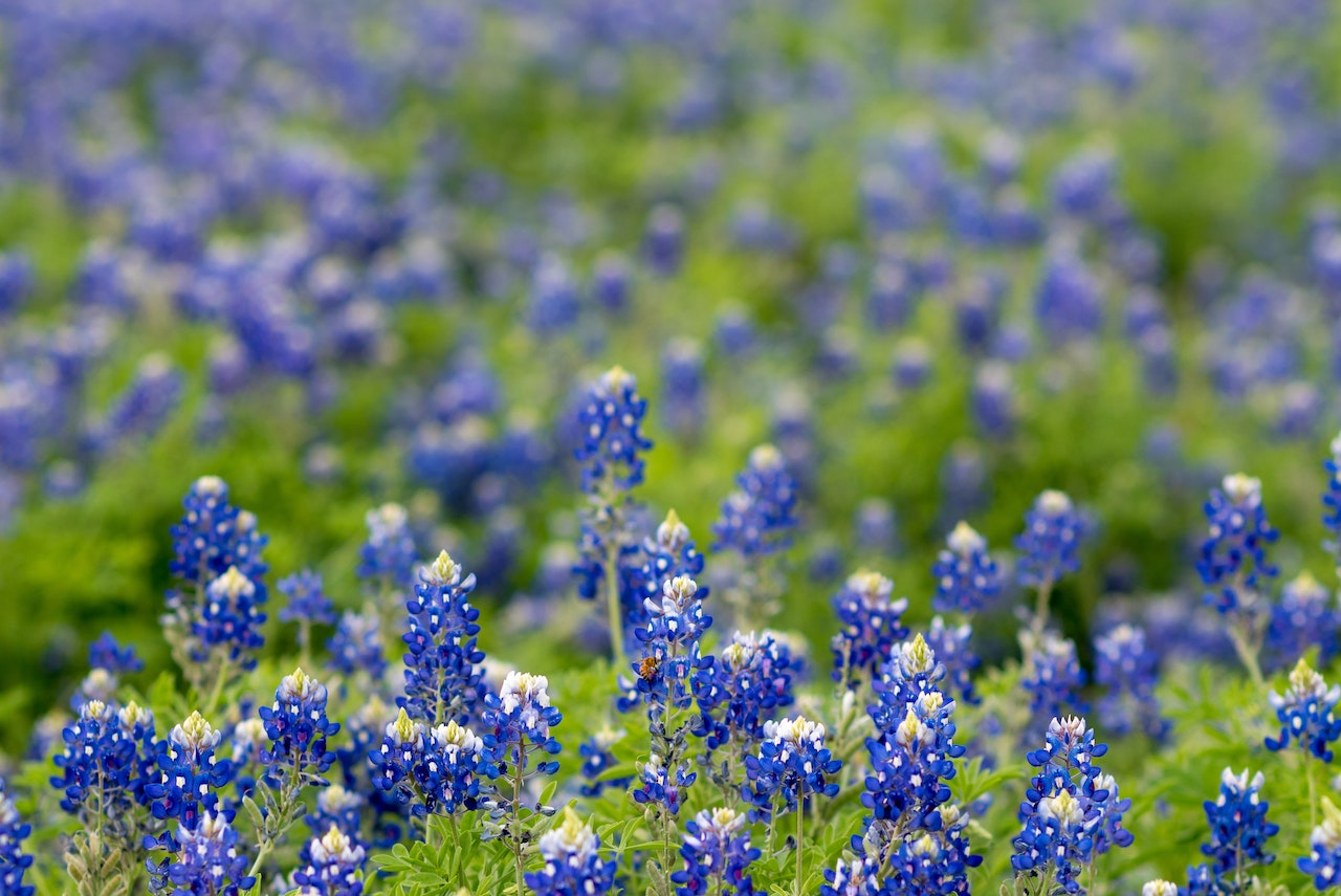 Seguin Texas Flowers