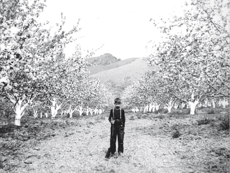 Orchard workers harvesting apples with horses and wagons (1918). Norfolk Southern Collection, Virginia Tech Library.