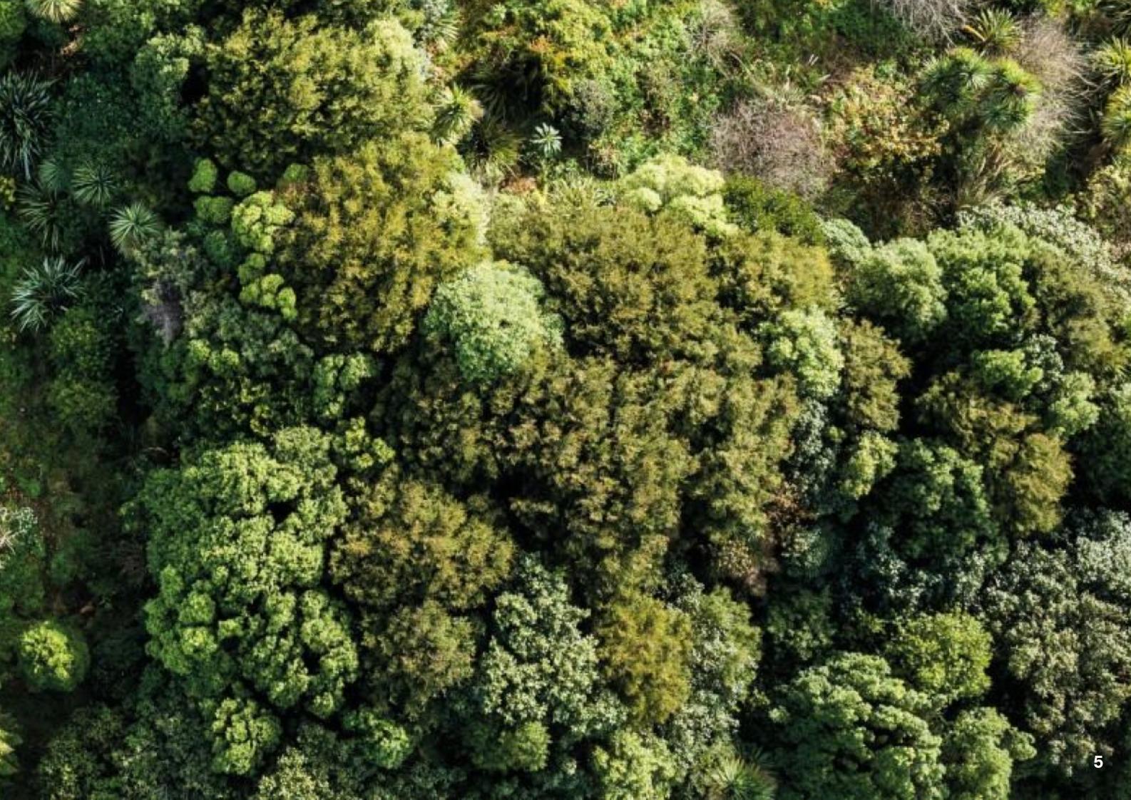 Cultivating Resilient Food Systems: A Practical Guide to Forest Gardening in Aotearoa—Part 2