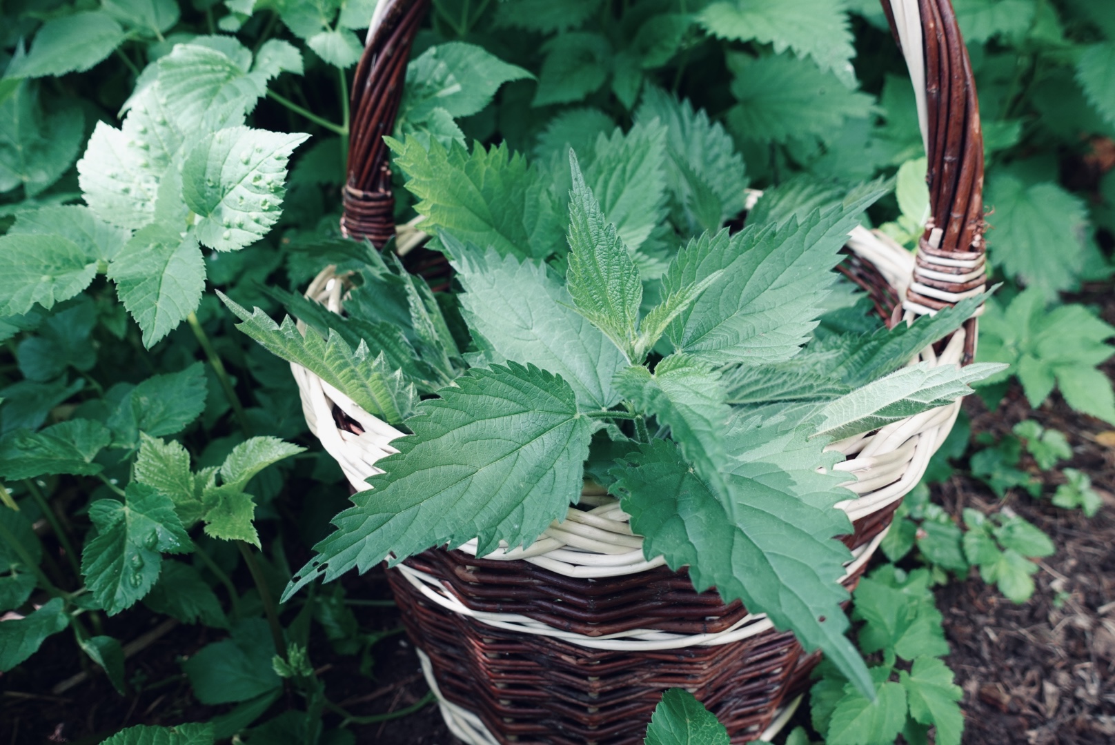 Tekopp med färska blommor och gröna blad i sig; brunört, mynta och citronmeliss. En bukett med läkeväxter nedstoppade i keramikkoppen som står på en altan utomhus