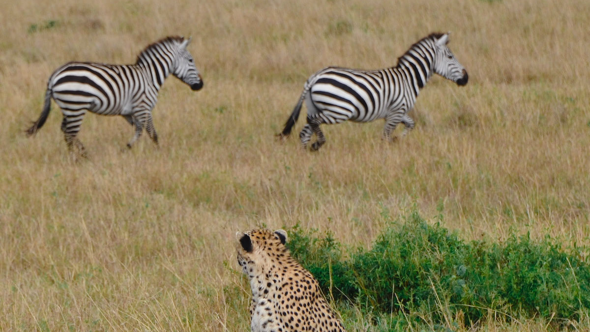 safari in kenya july