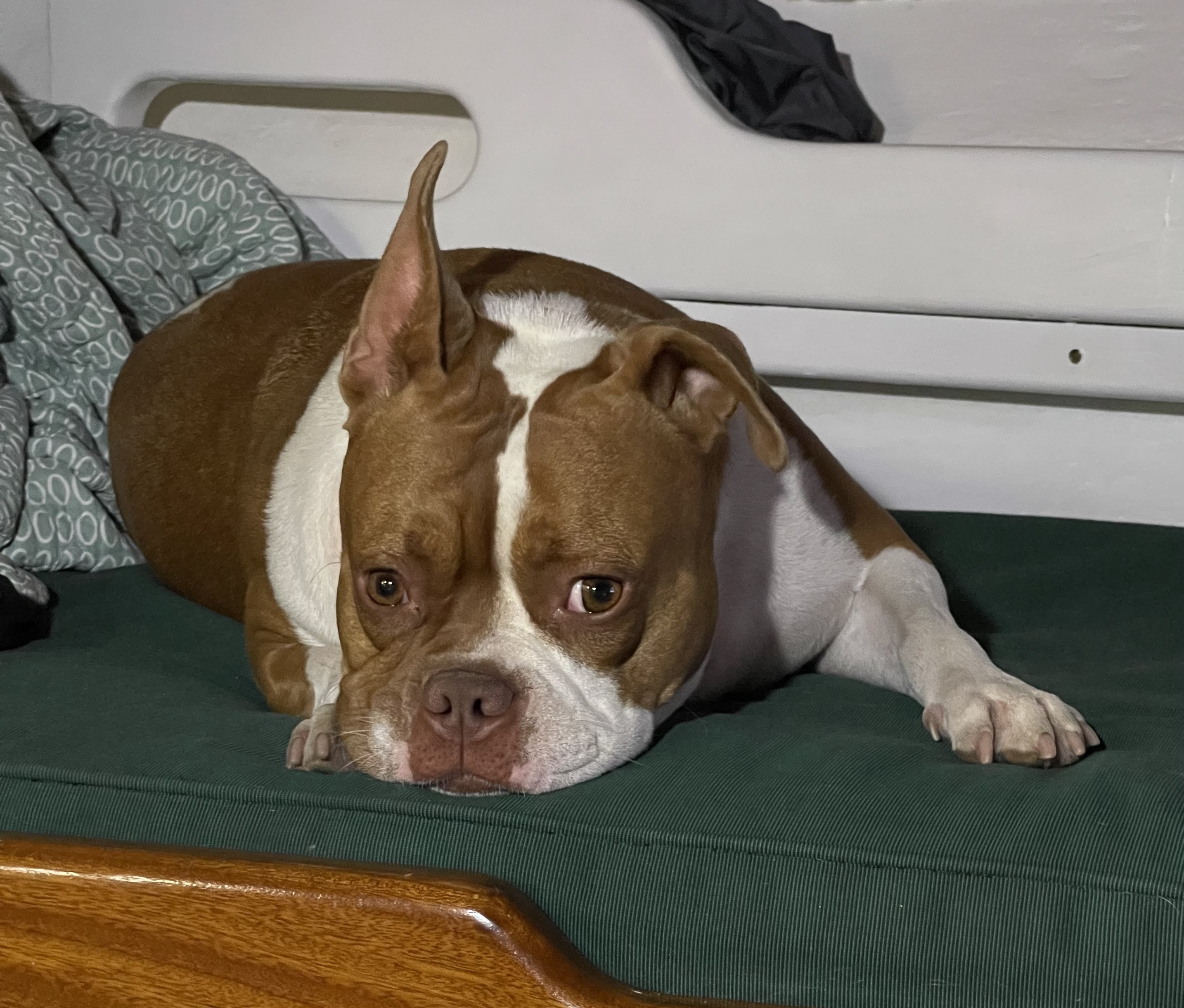 A cute bulldog with brown and white coat lying on a bunk inside a boat