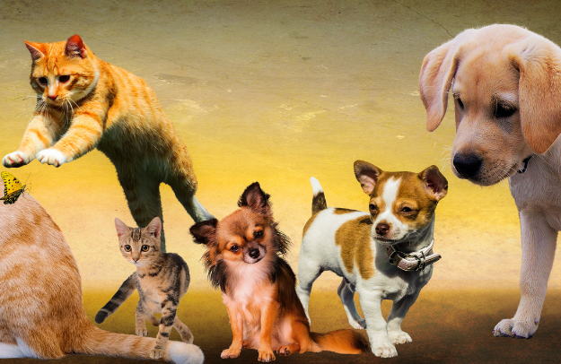 ¡Bienvenidos a mi blog sobre el cuidado de tus mascotas!