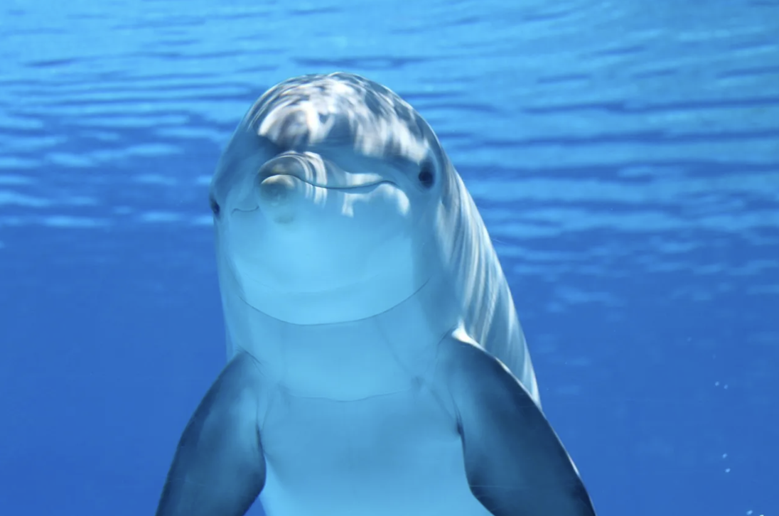 Dolphin in the sea