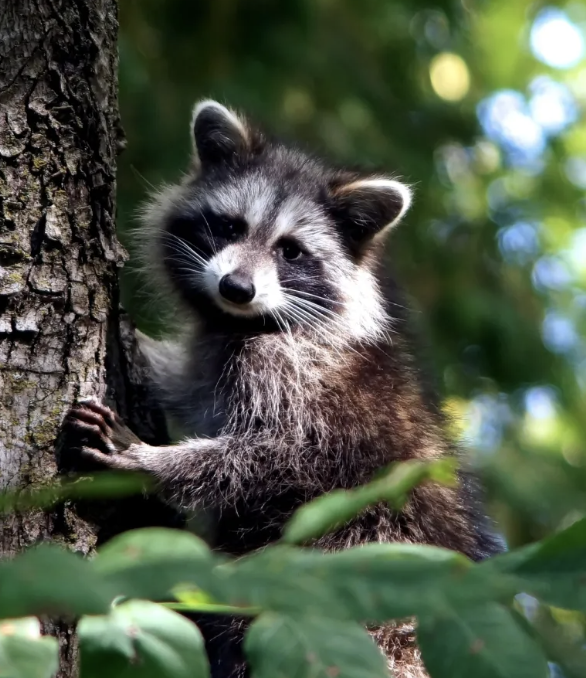 A raccoon in the forest