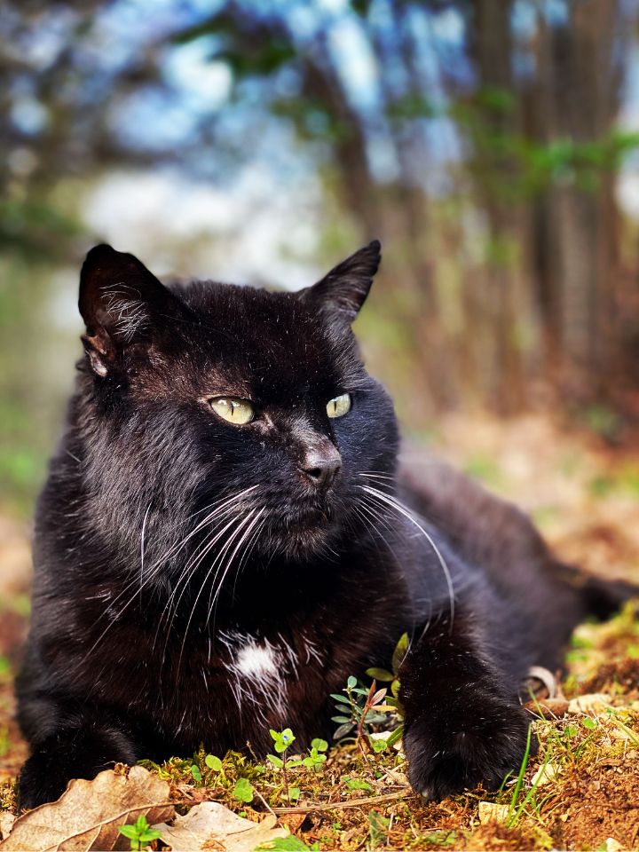 A large black domestic can lying down on moss and leaves looking to its left