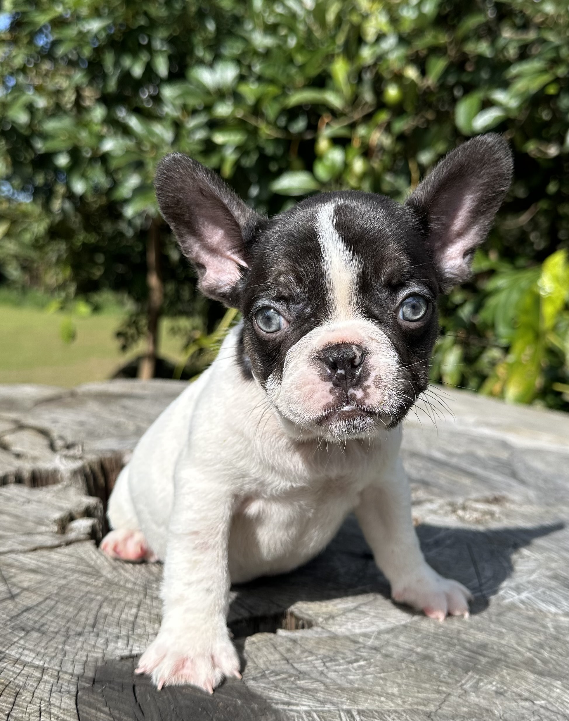 Bulldog Francés precio Medellin Cali
