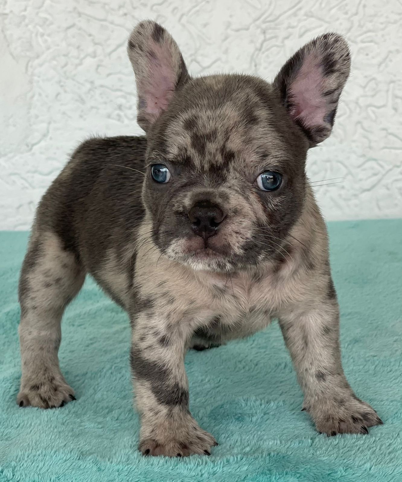 Merle bulldog frances hotsell