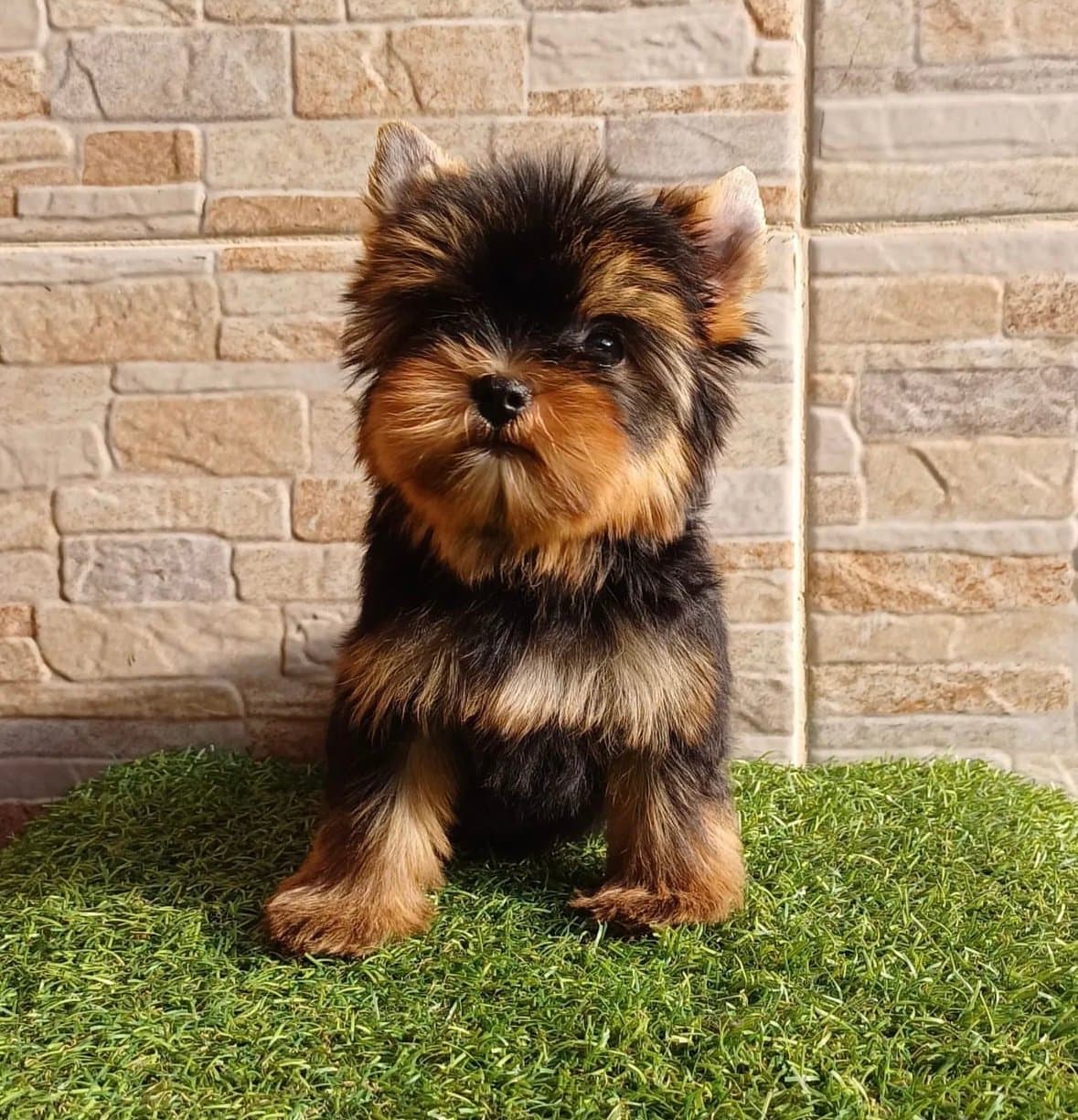 YORKIE MINI TOY  - YORKSHIRE TERRIER MINI TOY