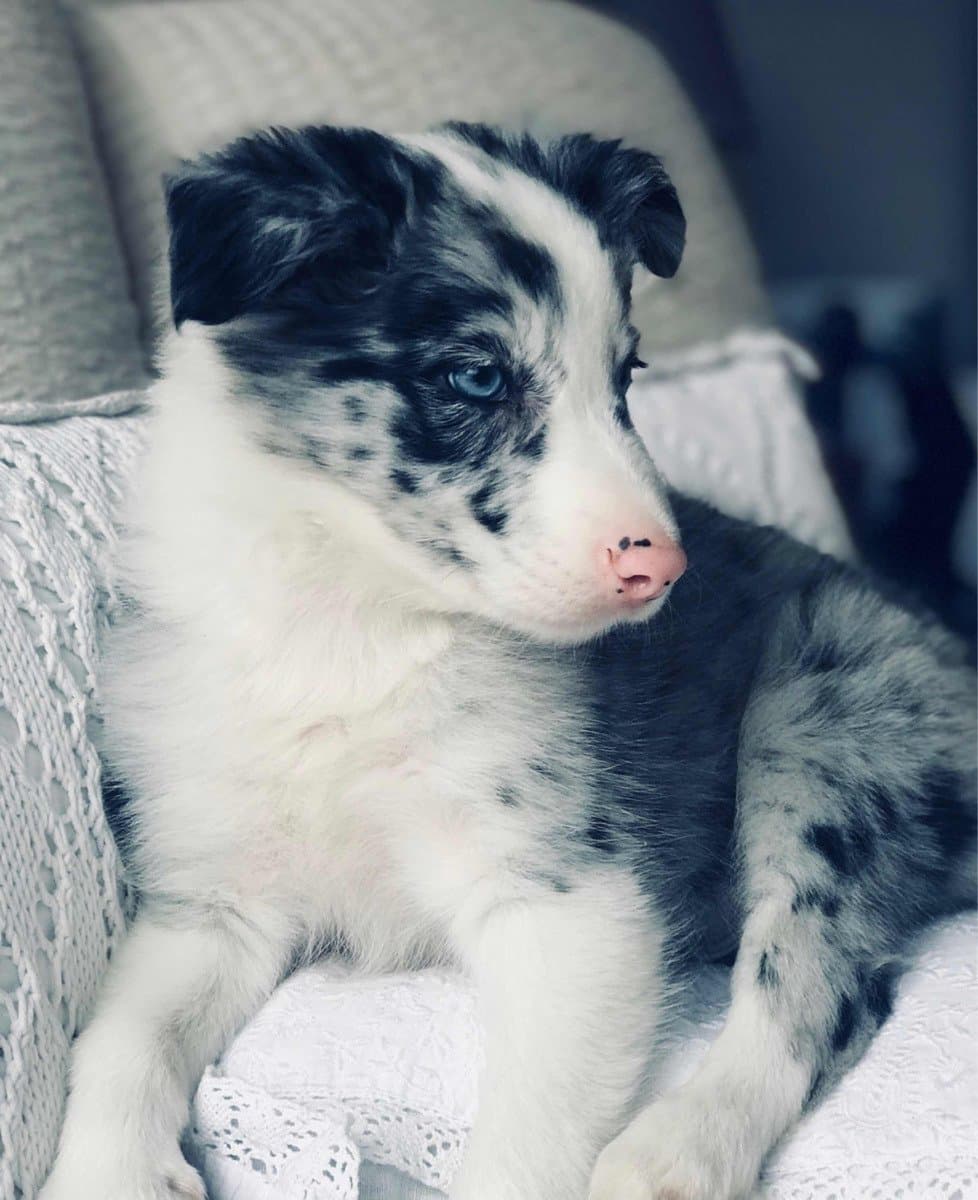 BORDER COLLIE BLUE MERLE