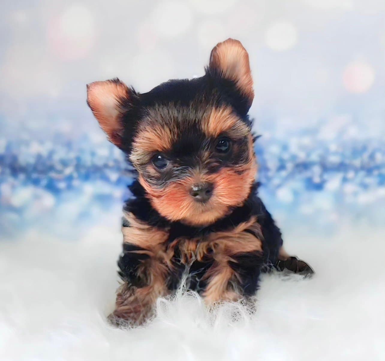 mini Yorkshire Terrier precio en Colombia