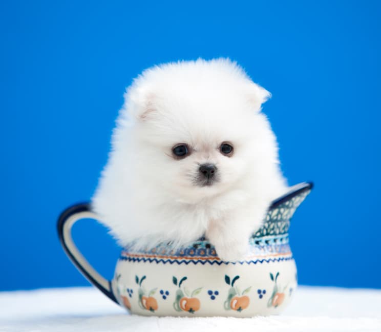 pomerania MINI precio en Colombia