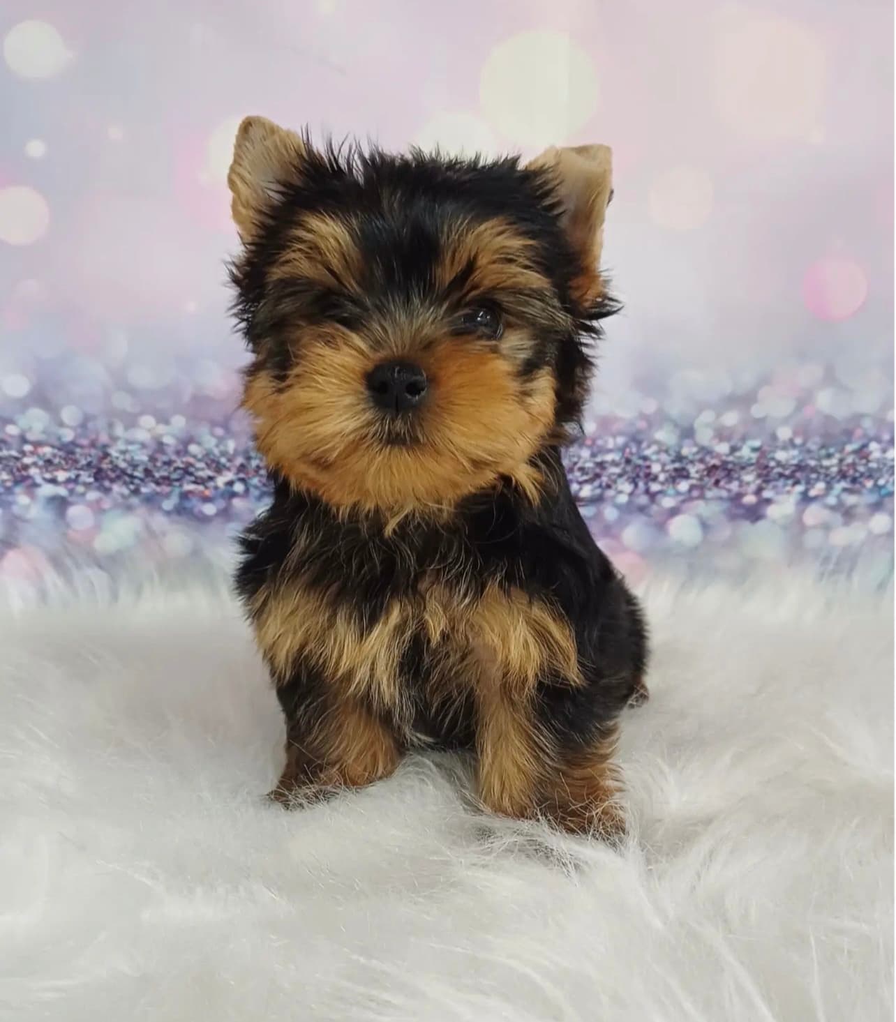 yorkie precio
