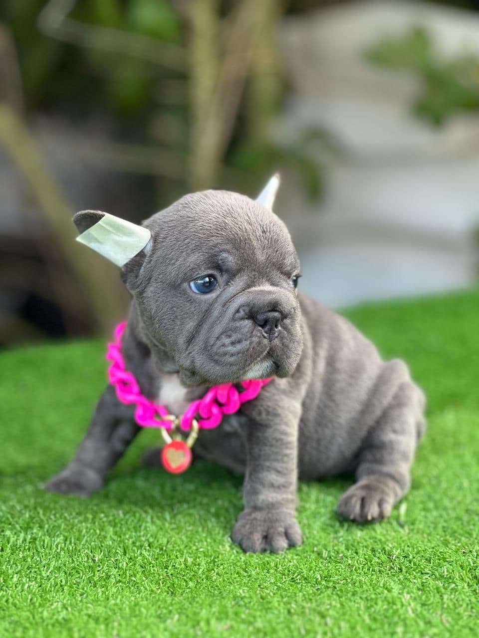 BULLDOG FRANCES EXOTICOS BIG ROPE SIGNIFICADO
