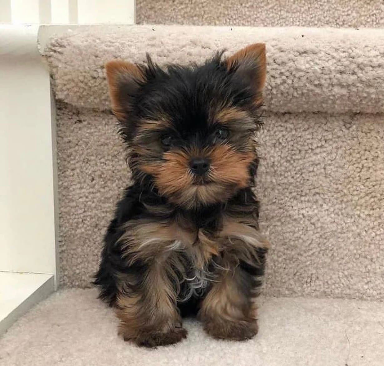 Yorkshire Terrier mini precio