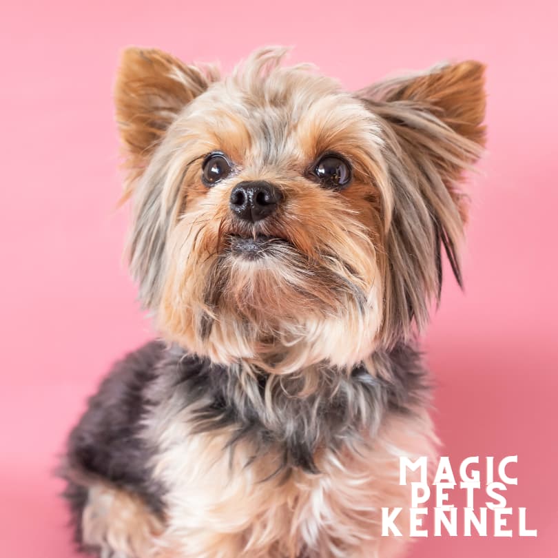 Yorkie miniatura YORKSHIRE TERRIER
