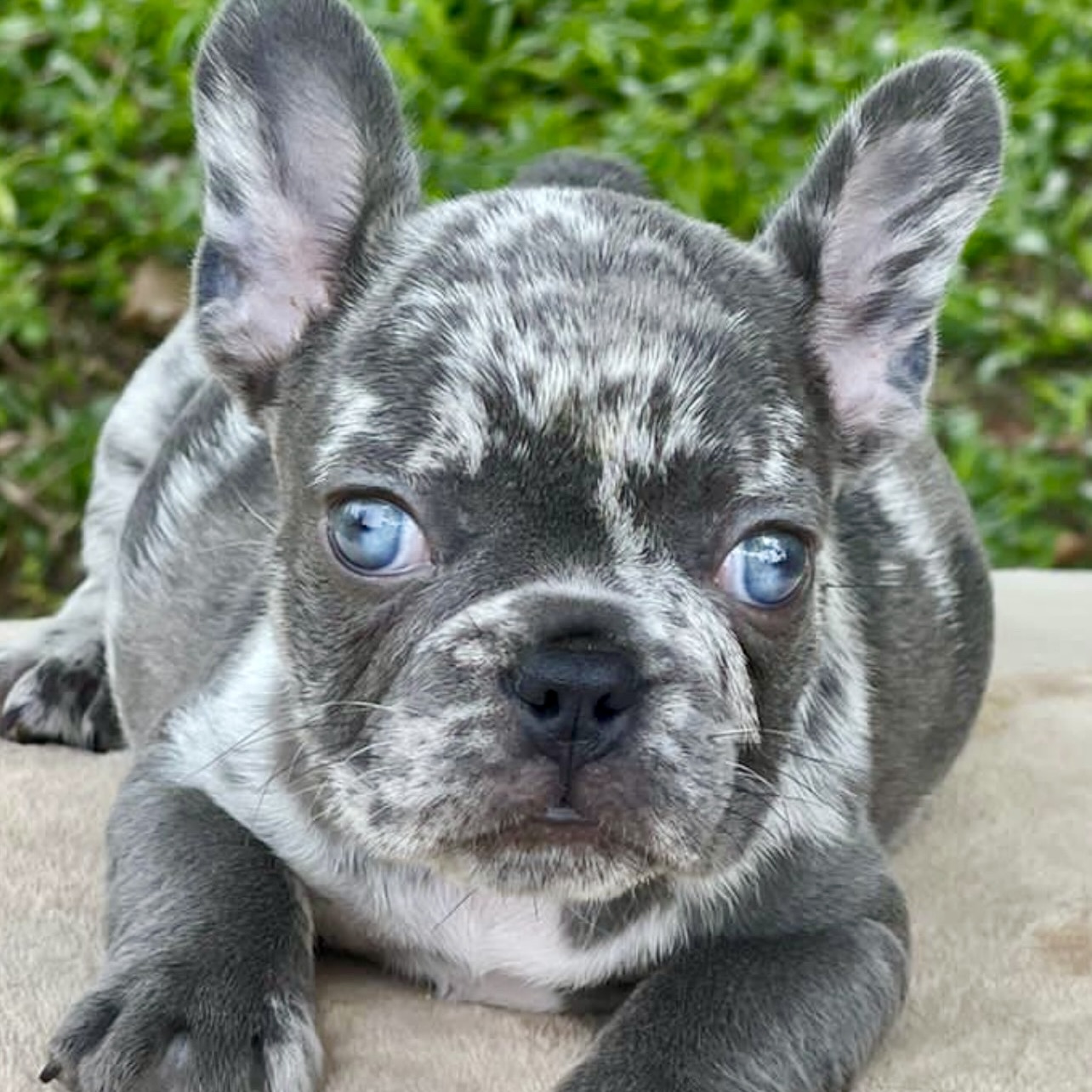 Bulldog merle blue best sale