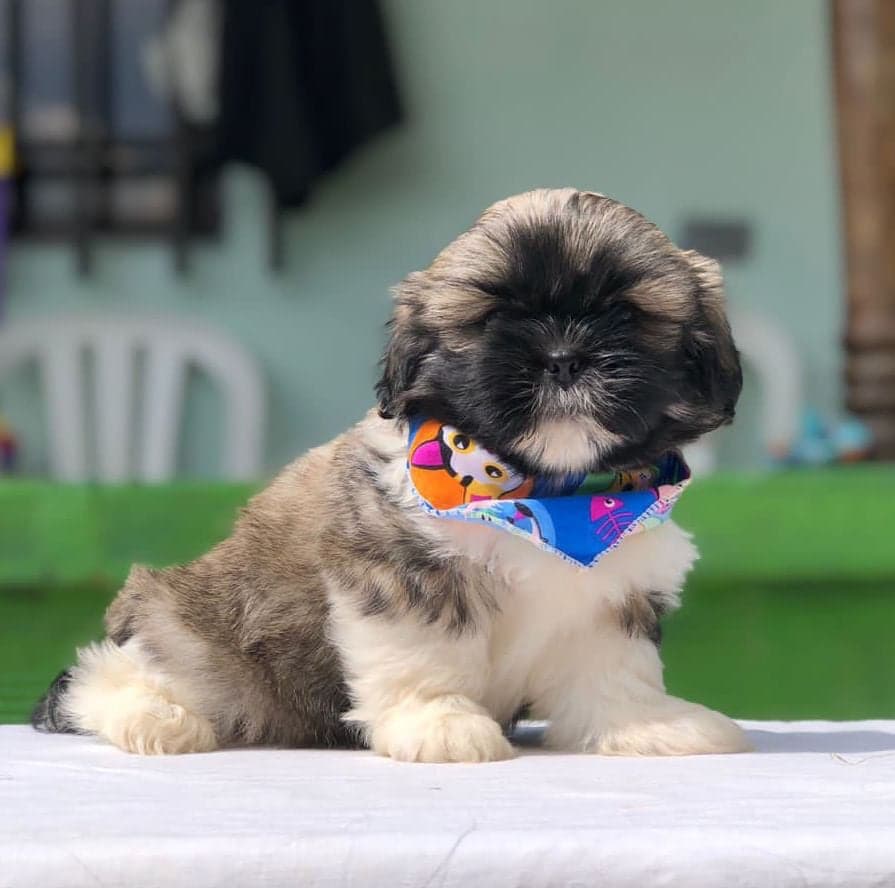 Shih Tzu mini toy precio