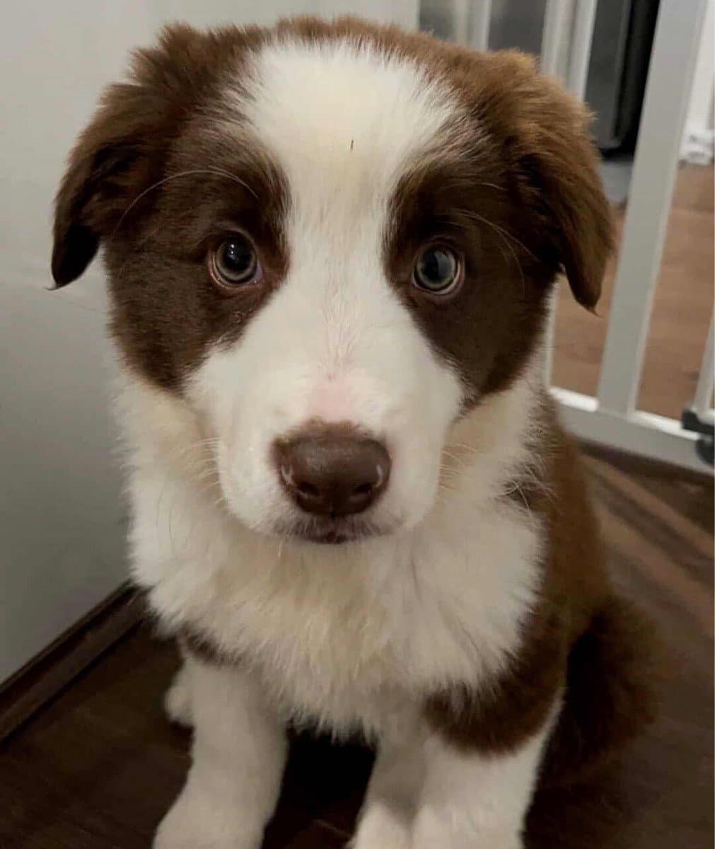 BORDER COLLIE CACHORRO MEDELLIN
