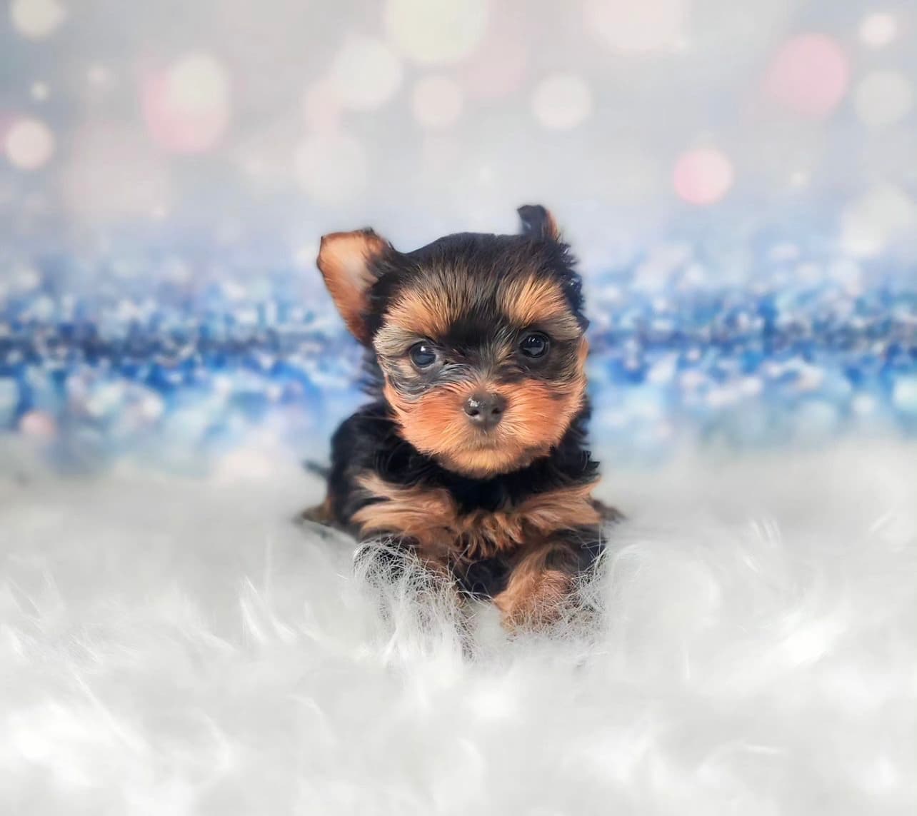 Yorkshire Terrier precio Bogota