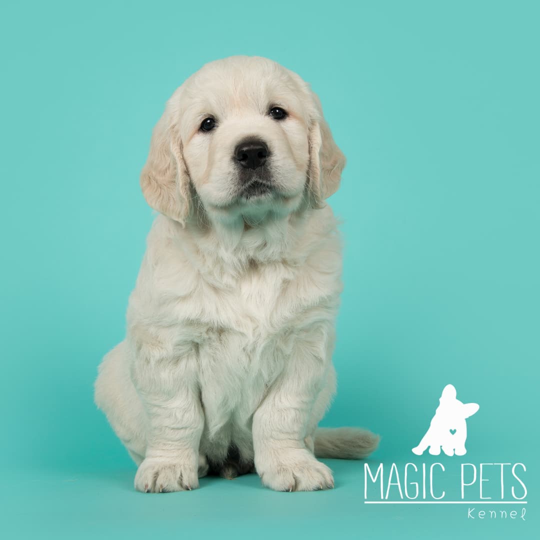 Golden Retriever precio COLOMBIA MEDELLIN CALI BOGOTA