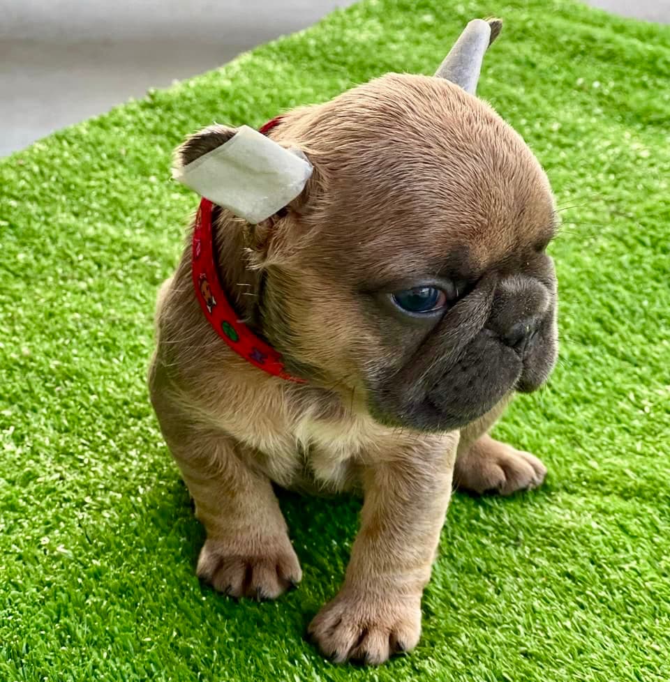 venta de cachorros Bulldog Francés Medellin