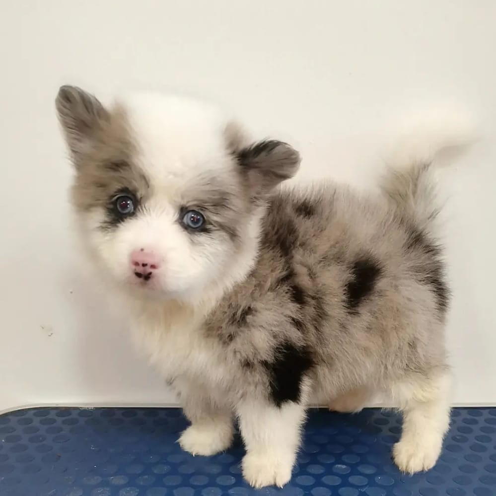 border collie red merle Colombia precio