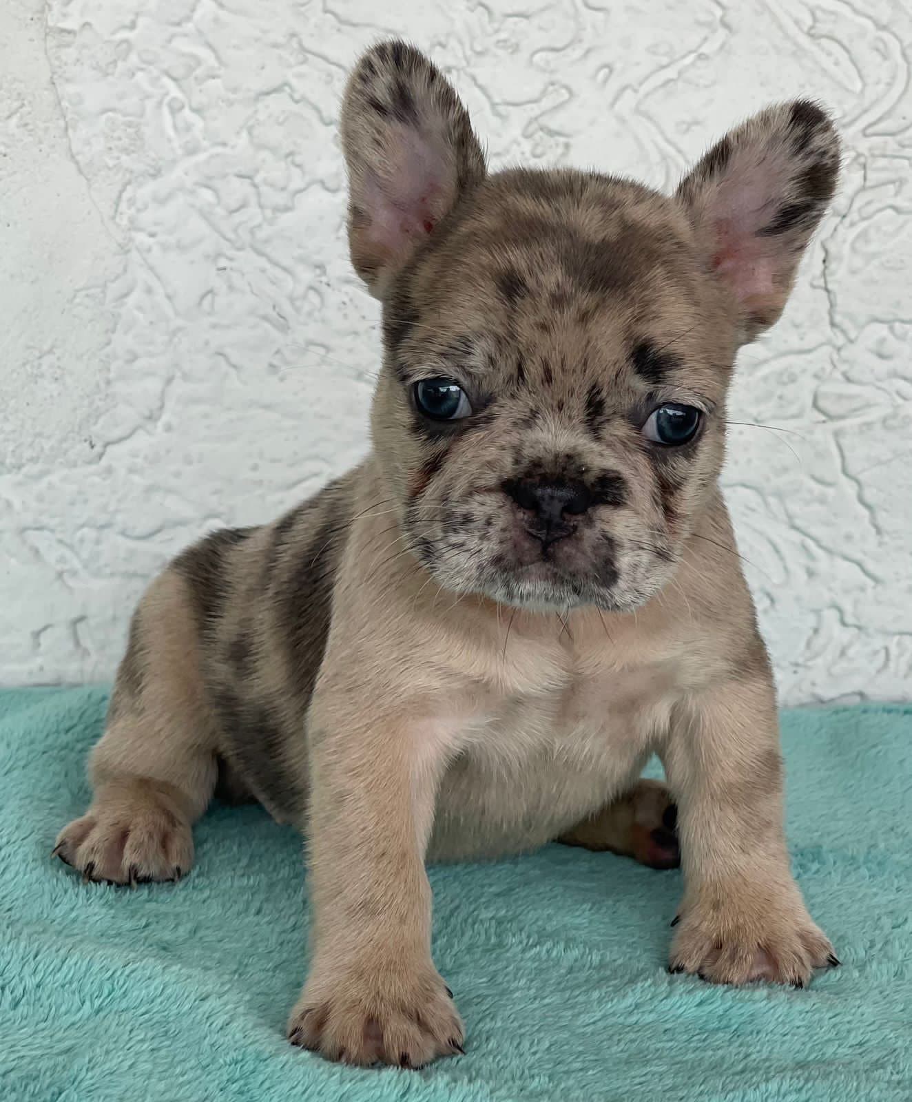 BULLDOG FRANCES EXOTICO PRECIO COLOMBIA