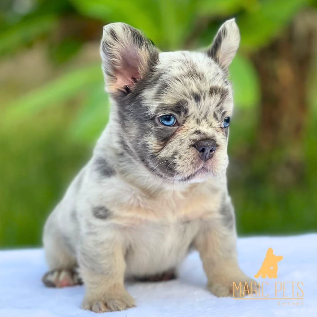 bulldog francés fluffy precio