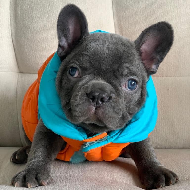 Bulldog francés Blue gris azul exotico