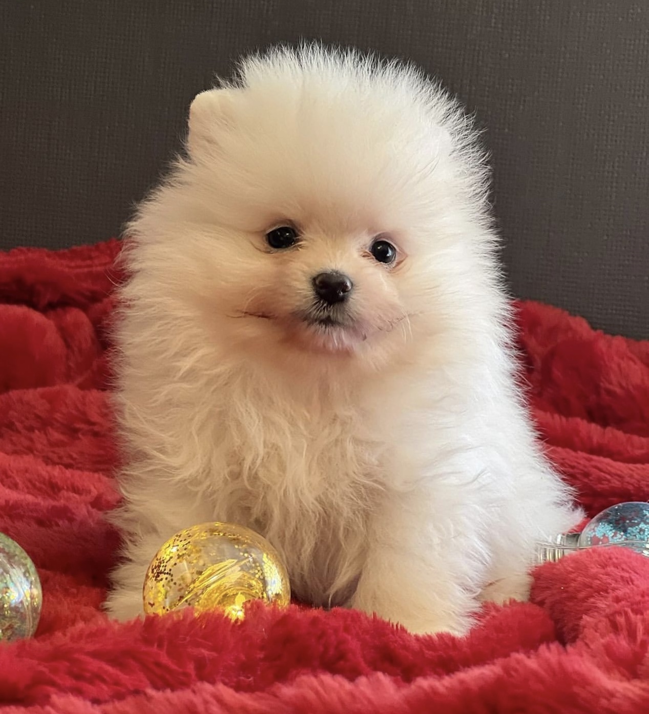 mini Pomerania oso cara de muñeca