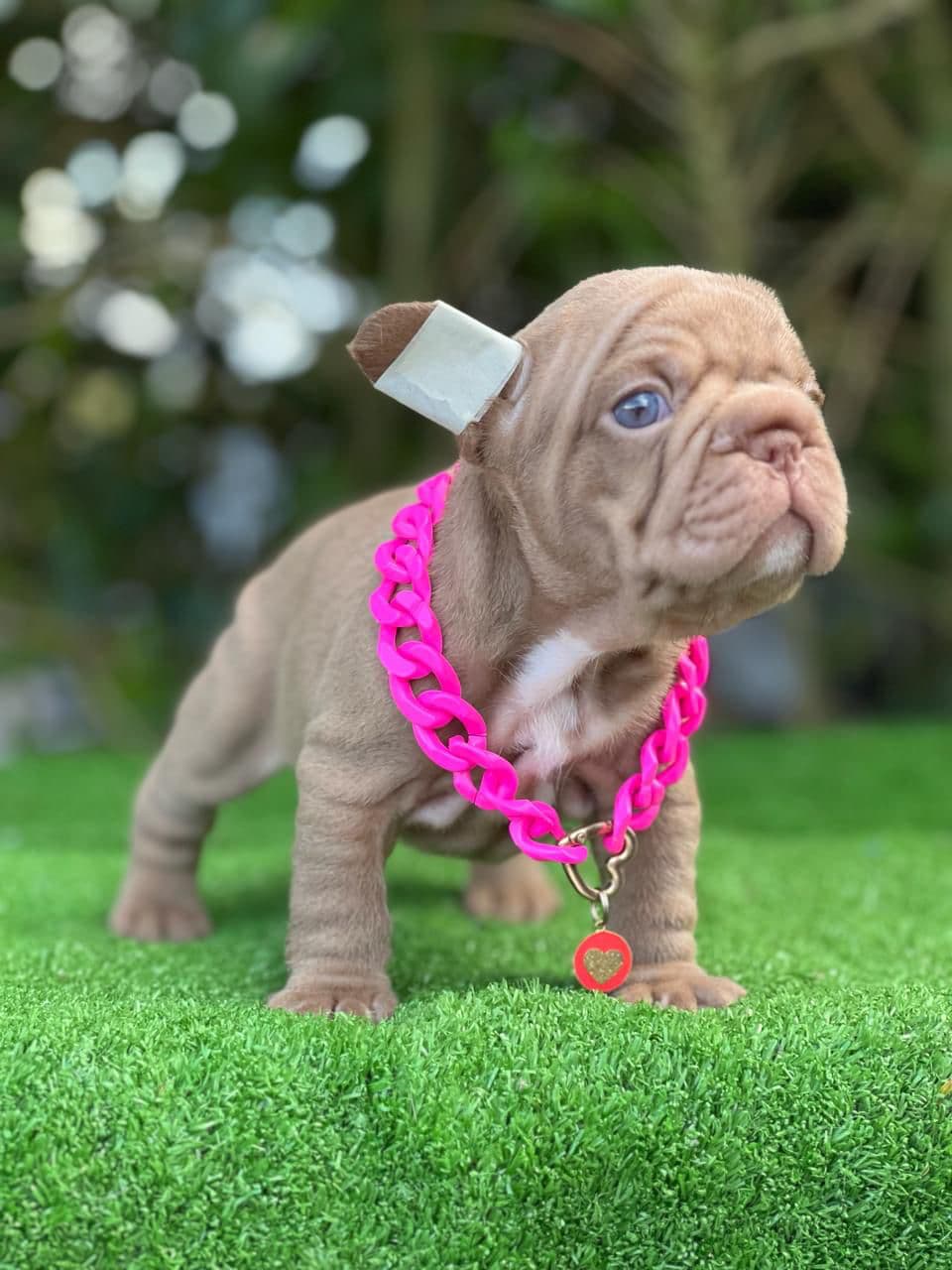 BULLDOG FRANCES FLUFFY BIG ROPE PRECIO