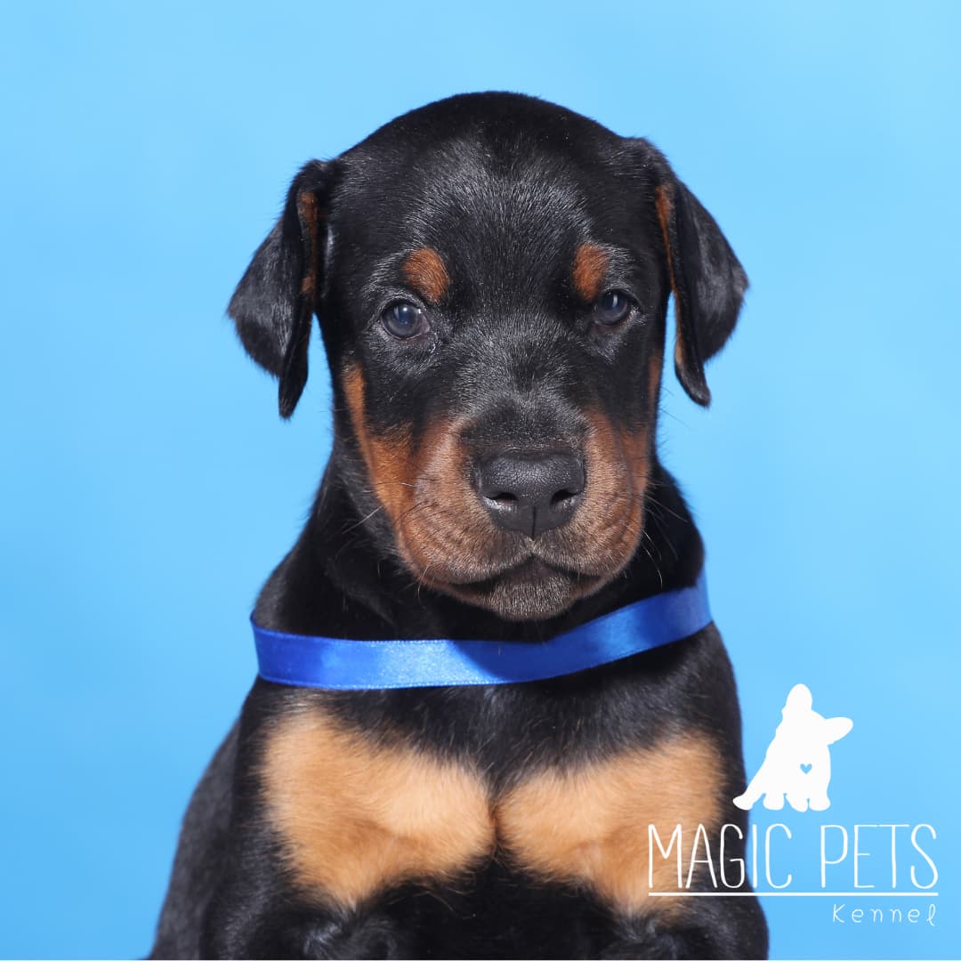 doberman precio