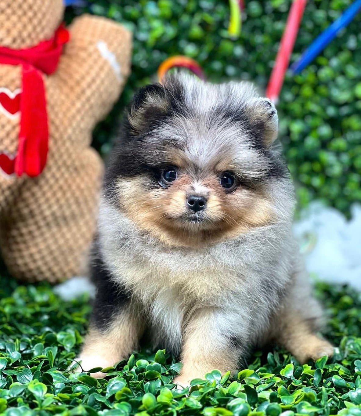 Pomerania mini cara de oso merle