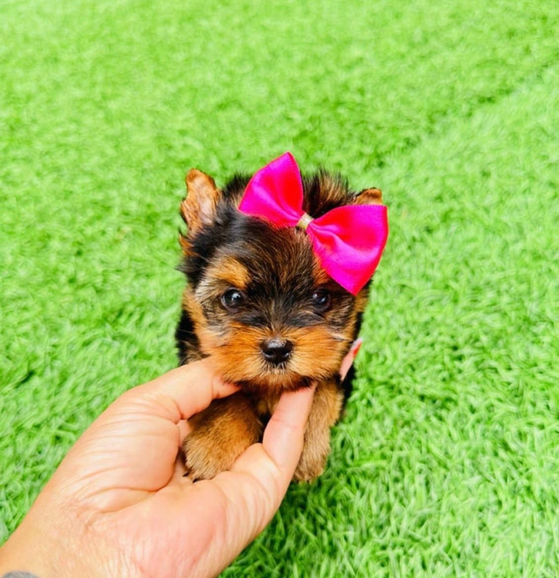 YORKSHIRE TERRIER MINI TOY MEDELLIN