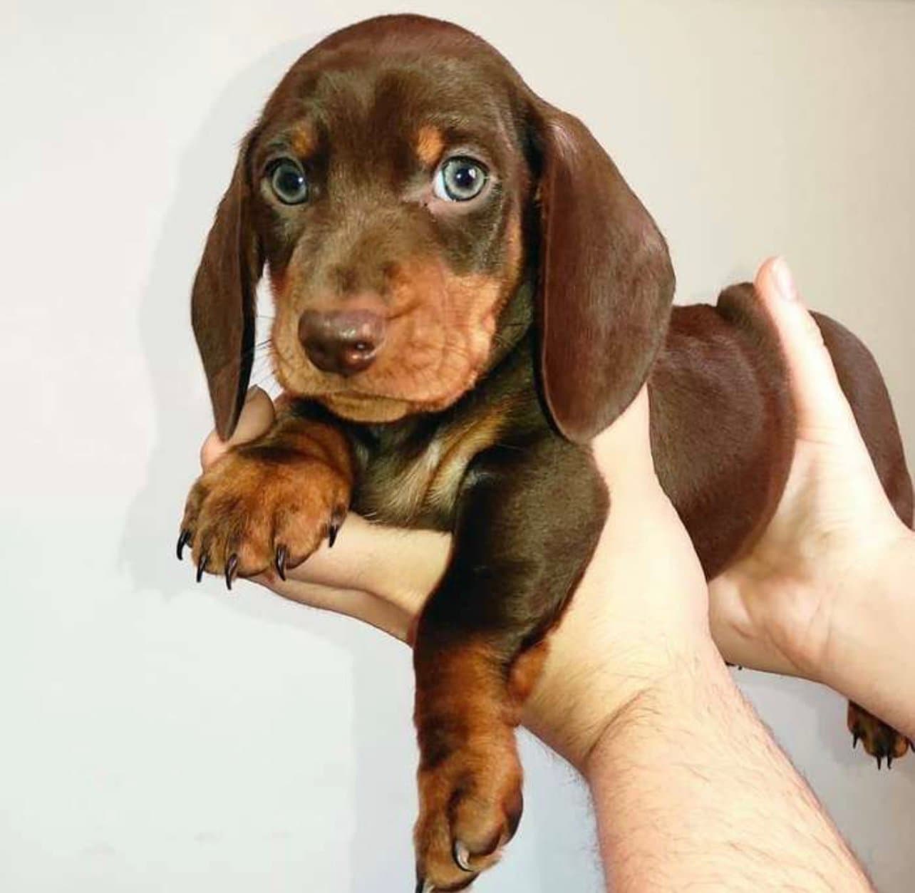 DACHSHUND MINI TECKEL PRECIO COLOMBIA