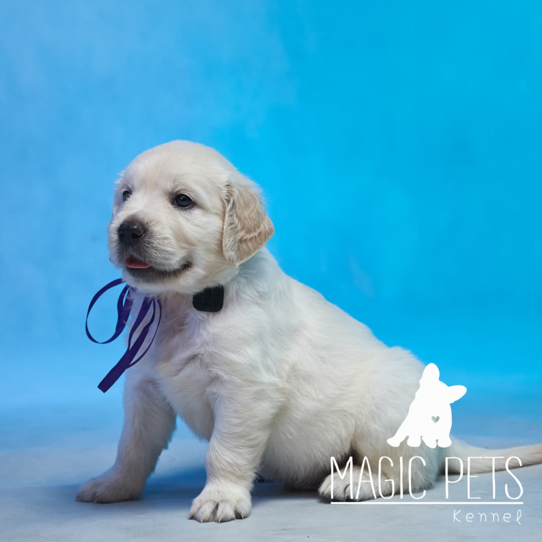 golden retriever Precio cachorro