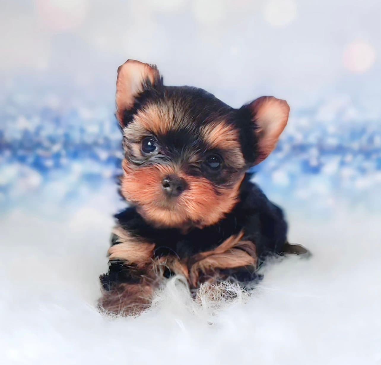¿cual es el precio de un Yorkshire Terrier en Colombia?