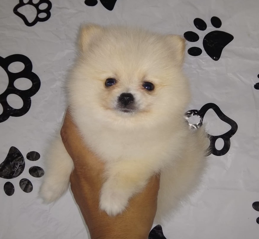 Pomerania mini Lulu blanco