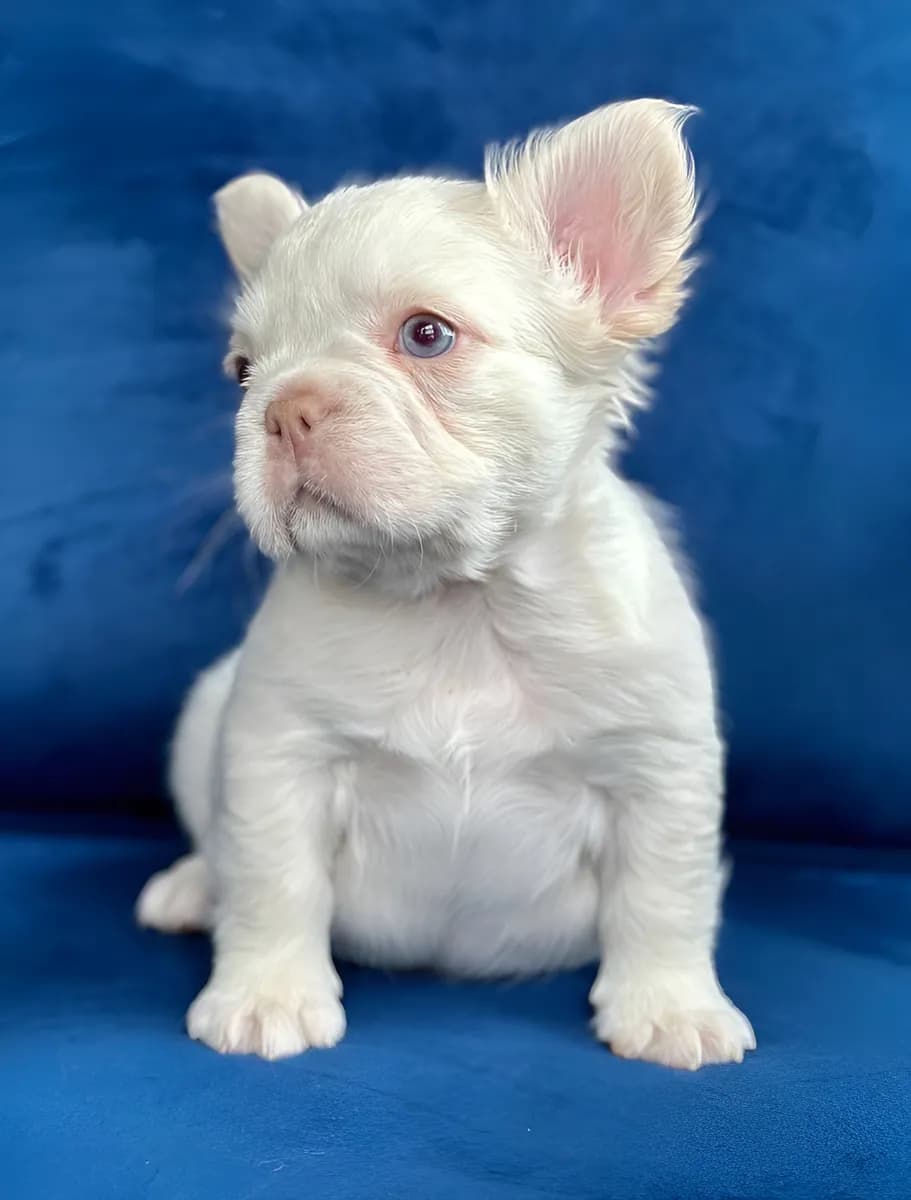 Bulldog Francés Fluffy Medellin