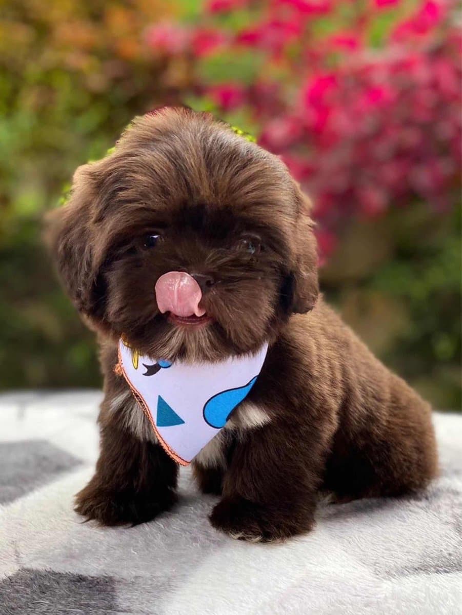 Shih Tzu mini Precio medellin