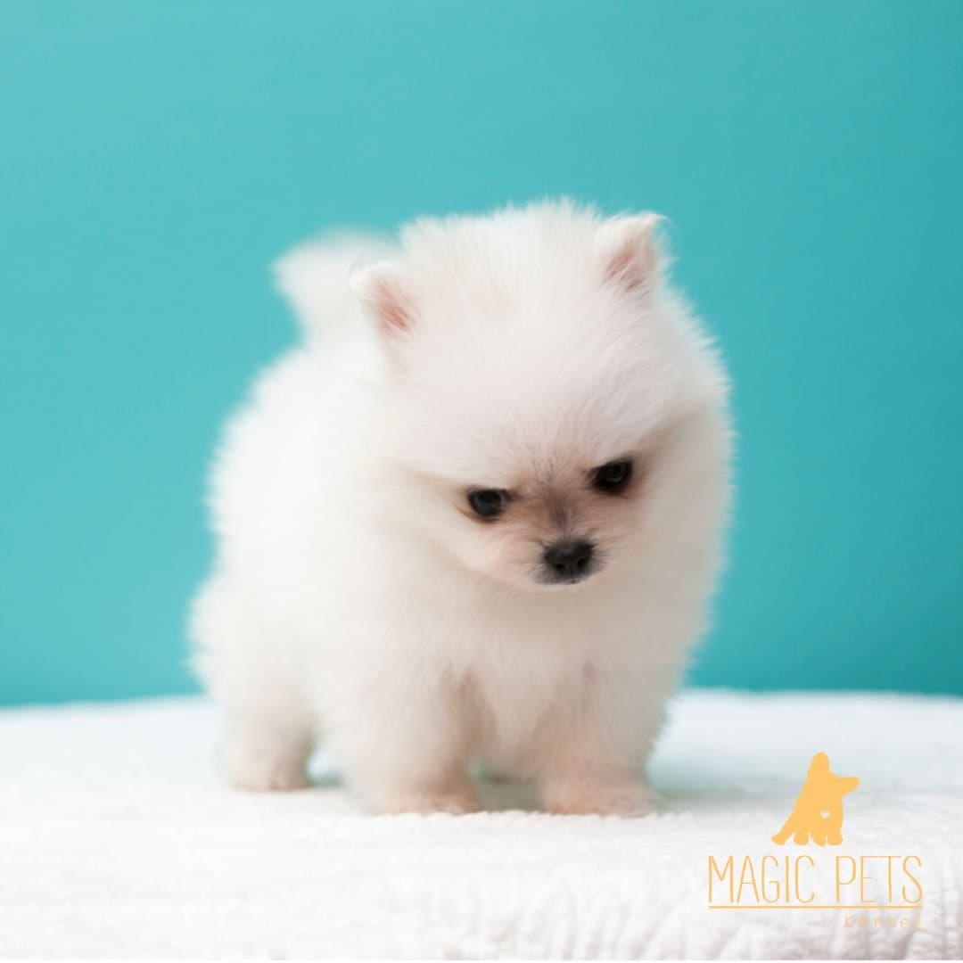 pomerania LULU MINI blanco