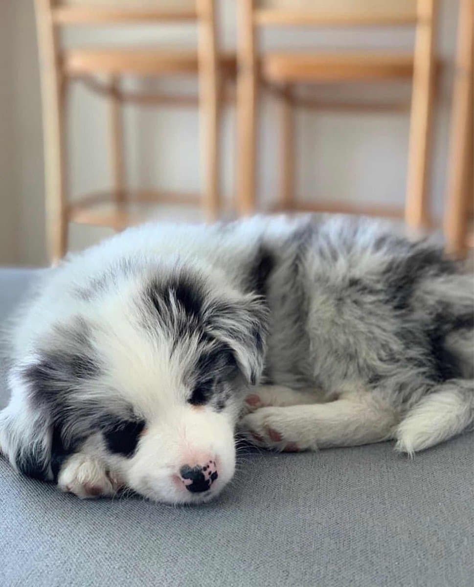 border collie merle