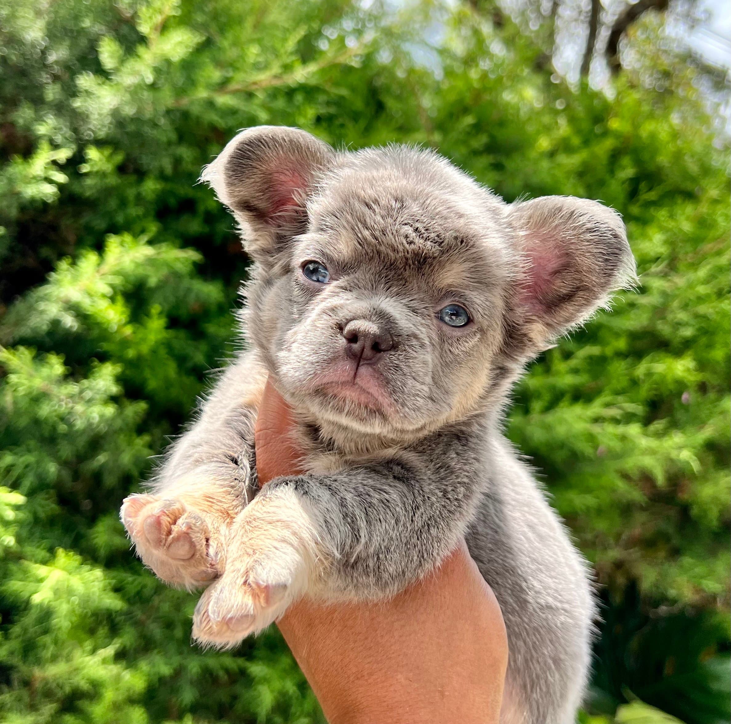 venta de cachorros Bulldog Francés Colombia